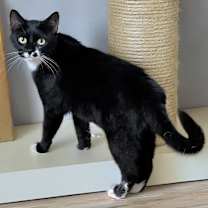 Thumbnail photo of Petunia S #2