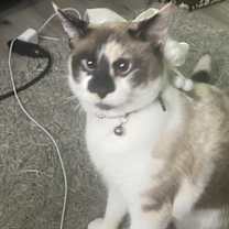 Thumbnail photo of Koi (Miss Konk) #1