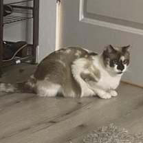 Thumbnail photo of Koi (Miss Konk) #3