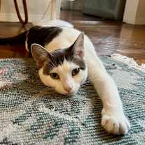 Thumbnail photo of Buttah #4