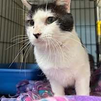 Thumbnail photo of Boson #1