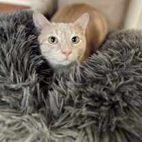 Thumbnail photo of Gato #1