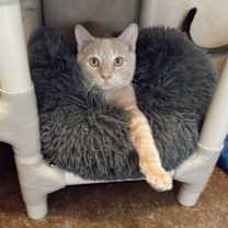 Thumbnail photo of Gato #3