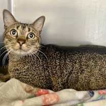 Thumbnail photo of PAN #1