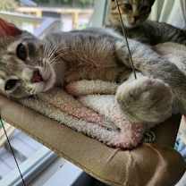 Thumbnail photo of Char #1