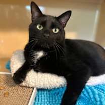 Thumbnail photo of Shadow #1