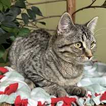 Thumbnail photo of Phoebe #2