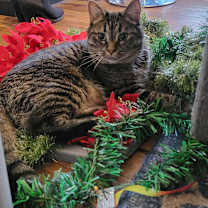 Thumbnail photo of Mochi #1