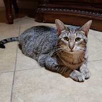 Thumbnail photo of Capellini #4