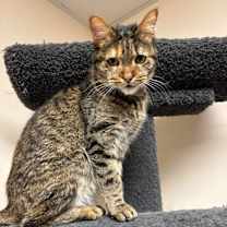 Thumbnail photo of Minerva Mcgonagall #3