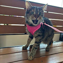 Thumbnail photo of Minerva Mcgonagall #4