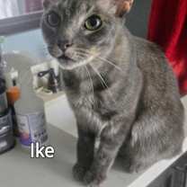 Thumbnail photo of Ike #3