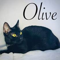 Thumbnail photo of Olive #1