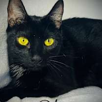 Thumbnail photo of Olive #3