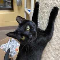 Thumbnail photo of Gouda #4