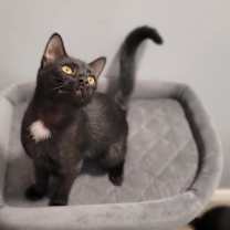 Thumbnail photo of Pixel #3