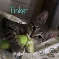 Thumbnail photo of Tinker #2
