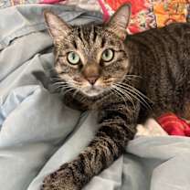 Thumbnail photo of Violet #1