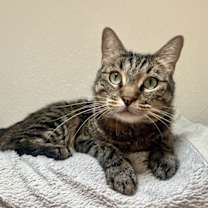 Thumbnail photo of Violet #3