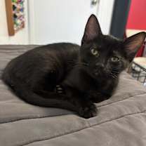 adopt-pet