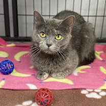 adopt-pet