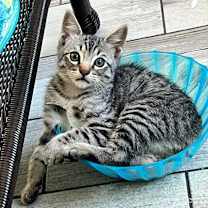 Thumbnail photo of Sniper #1