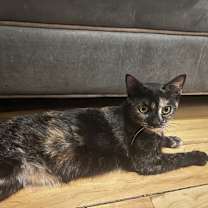 Thumbnail photo of Prada #4