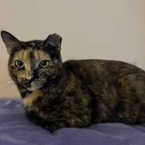 Thumbnail photo of Maisie #3