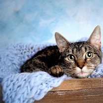 Thumbnail photo of Gilmore 2 #2