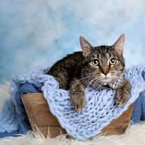 Thumbnail photo of Gilmore 2 #3