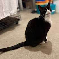 Thumbnail photo of Pawli #3