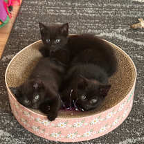 Thumbnail photo of Bobby #4