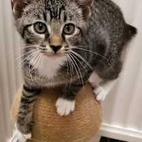 Thumbnail photo of PRESTON #1