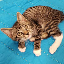 Thumbnail photo of PRESTON #3