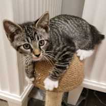 Thumbnail photo of PRESTON #4