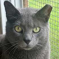 Thumbnail photo of HEATHCLIFF #2