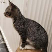 Thumbnail photo of PRINCETON #4