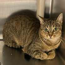 Thumbnail photo of Christmas Chili (Bonded with Miss Krampus) #2