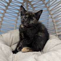 Thumbnail photo of Peach #1