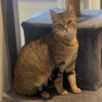 Thumbnail photo of Christmas Chili (Bonded with Miss Krampus) #3