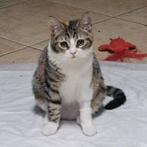 Thumbnail photo of Chiquitina #4