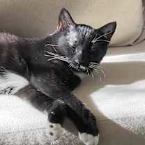 Thumbnail photo of Charlie #3