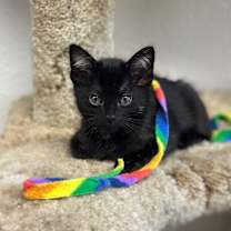 Thumbnail photo of Tiny #3