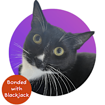 Thumbnail photo of Gogo (Go Fish!) #1