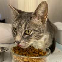 Thumbnail photo of Juniper #3