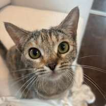 Thumbnail photo of Buttercup #2