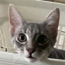 Thumbnail photo of Gromit #1