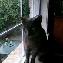 Thumbnail photo of Willie #1