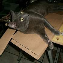 Thumbnail photo of Willie #3