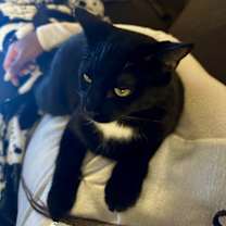 Thumbnail photo of Gabbana #2